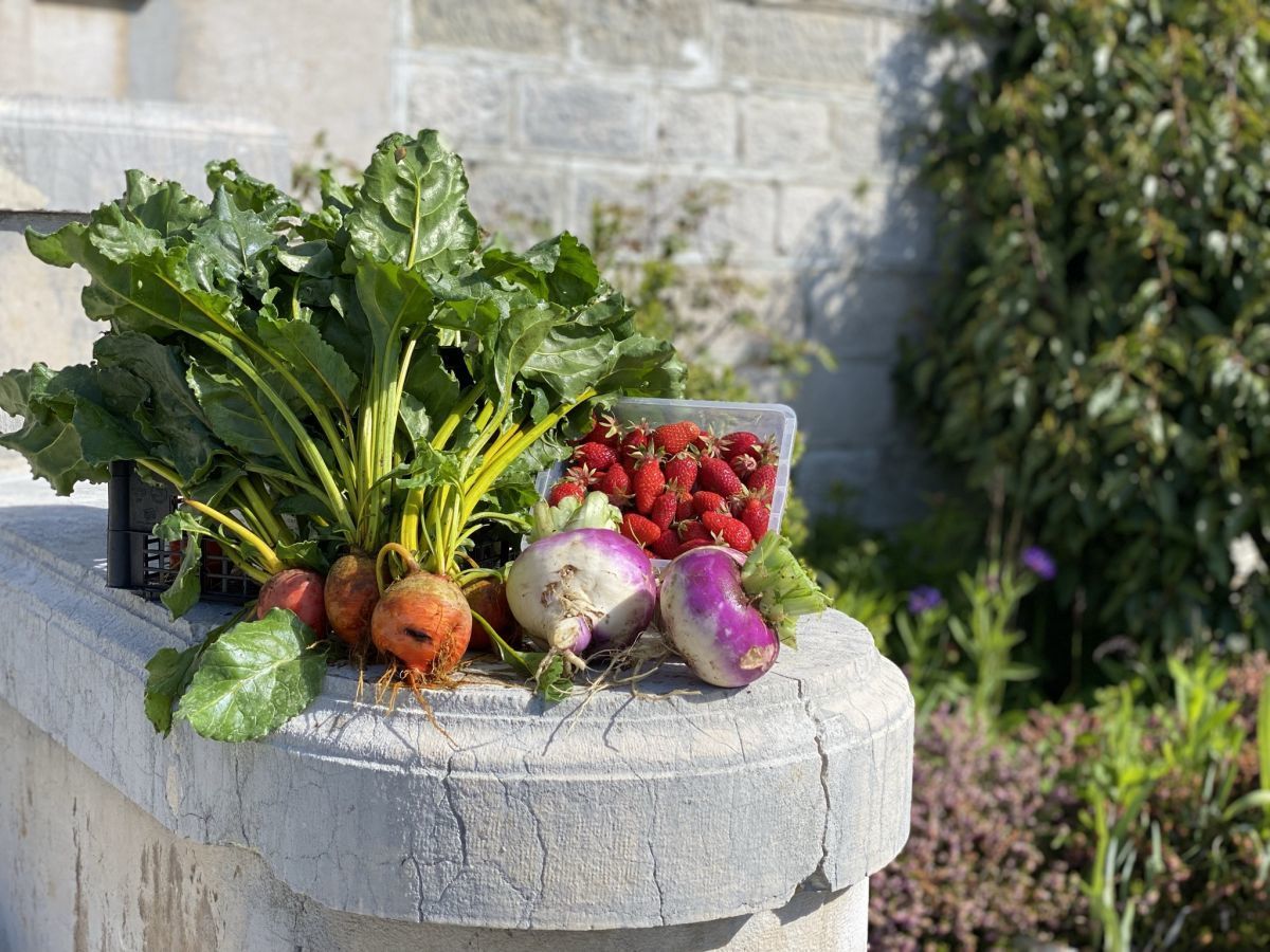 Château des Avenières - Vegetables from the "M"ountain